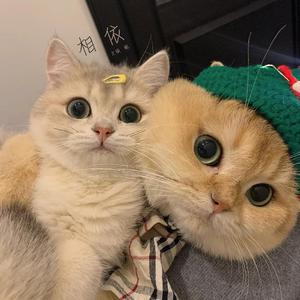 美女真人穿丝袜视频大全
